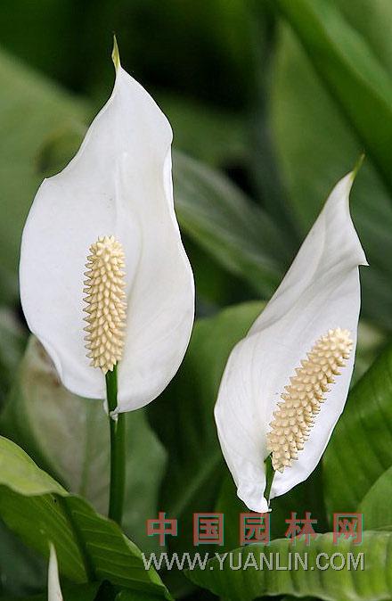 白鶴芋 苞葉芋，白掌，一帆風順