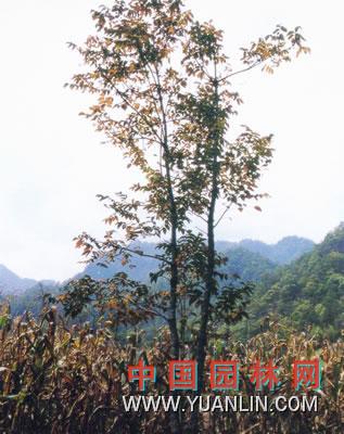 漆樹 大木漆、小木漆，山漆，植苜，瞎妮子