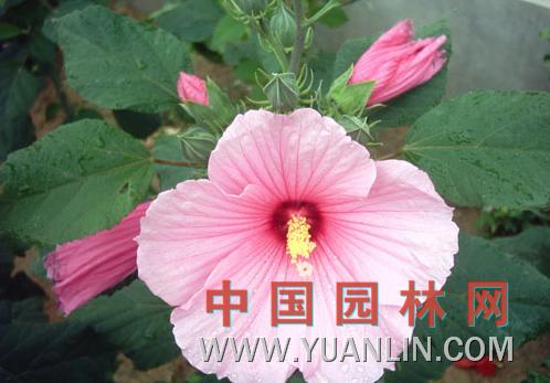 大花秋葵 草芙蓉、大花芙蓉葵</title><scr