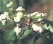 七子花 浙江七子花