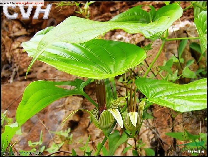 大百部 對葉百部、大春根藥