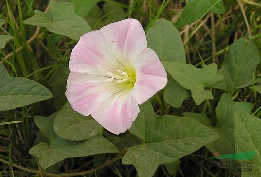 打碗花 小旋花、兔耳草